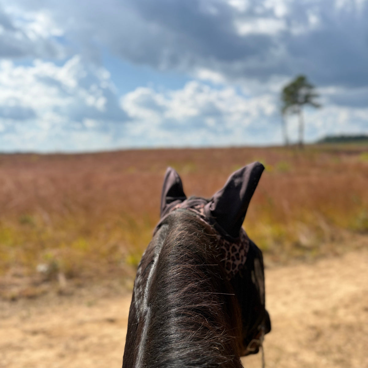 Western Wind