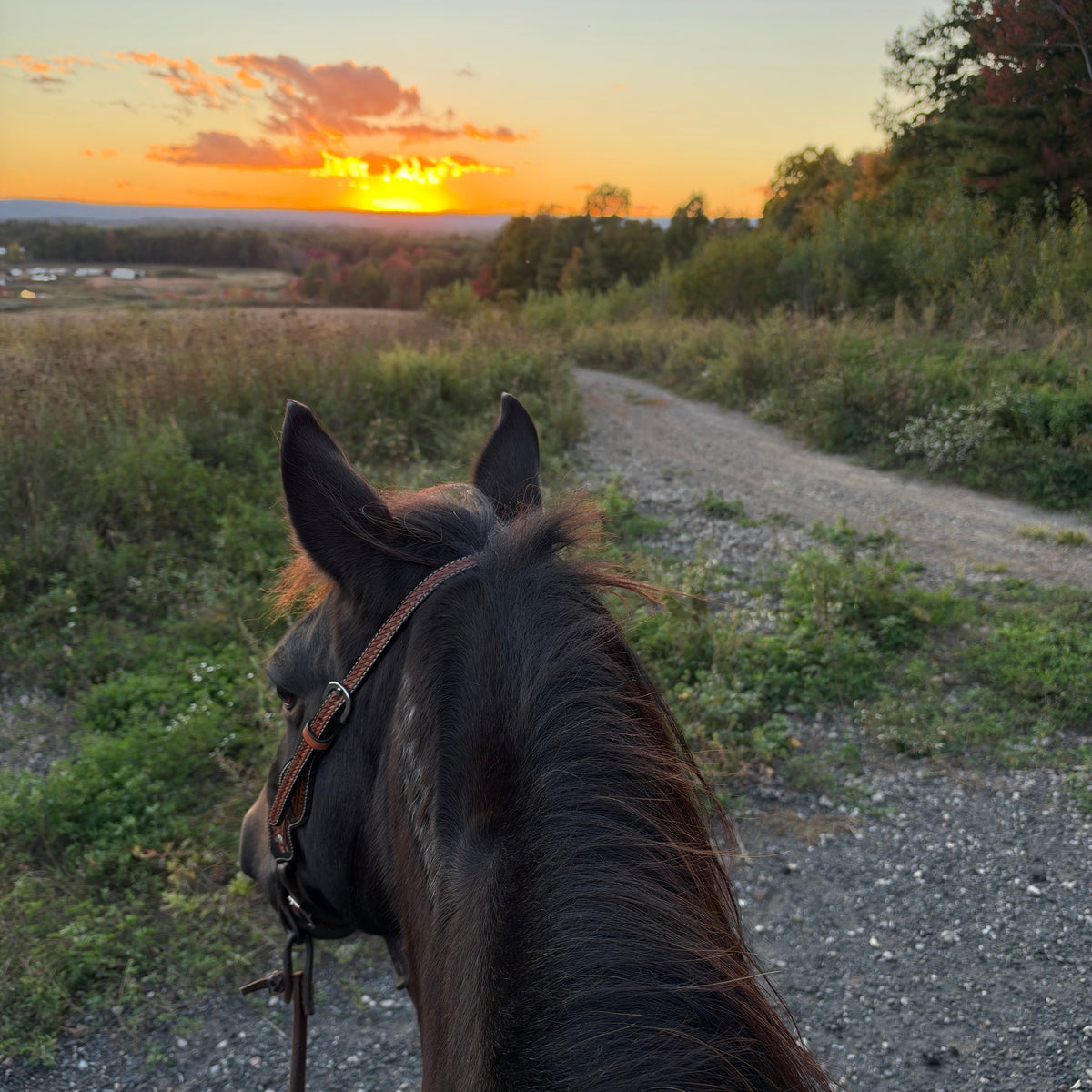 Evening Ride