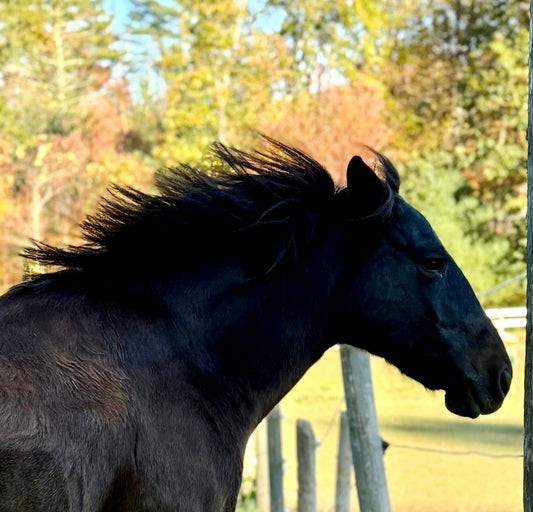 The Mustang