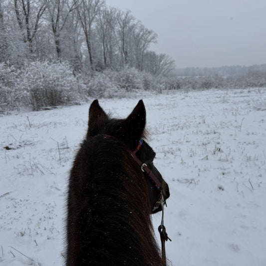 Snowy Trail Ride