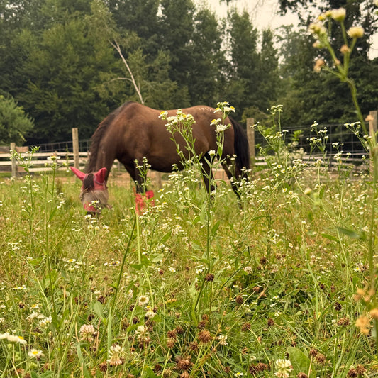 Wildflower Run