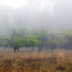 Orchard